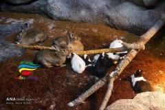 آکواریوم اصفهان (40)