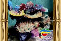 دکور-صخره-ای-آکواریوم-آب-شیرین-و-آب-شور-6