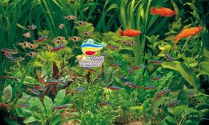 ماهی های ناسازگار آکواریوم