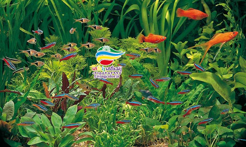 ماهی های ناسازگار آکواریوم