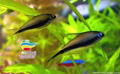 ماهی تترای امپراتور