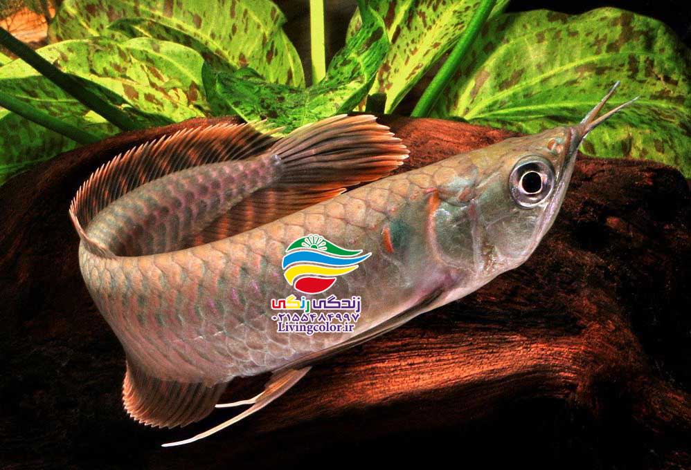 آرووانا جذاب و دلربا