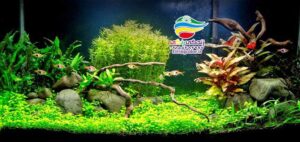 آکواریوم گیاه