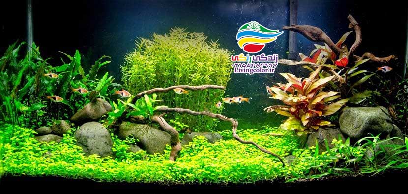 آکواریوم گیاه