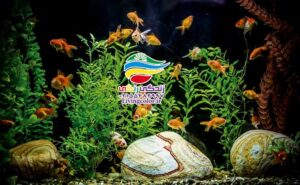 انتخاب آکواریوم