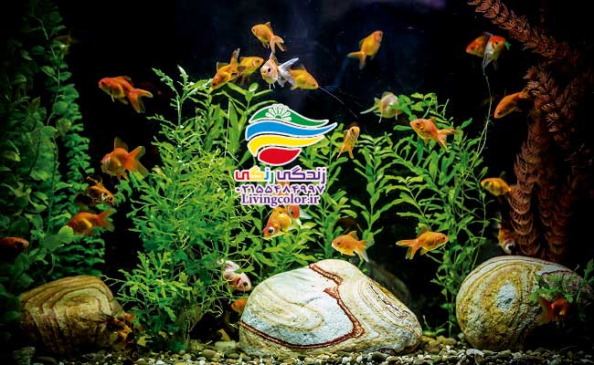 انتخاب آکواریوم