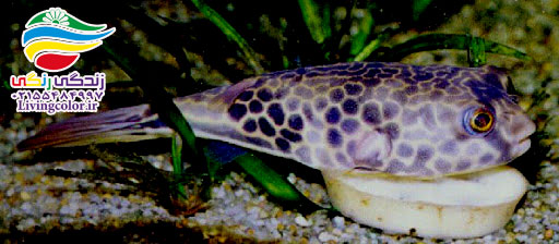 بادکنک ماهی کنگو