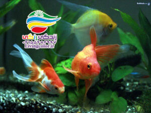 ماهی های آب‌ شیرین