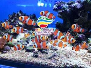 فواید درمانی آکواریوم