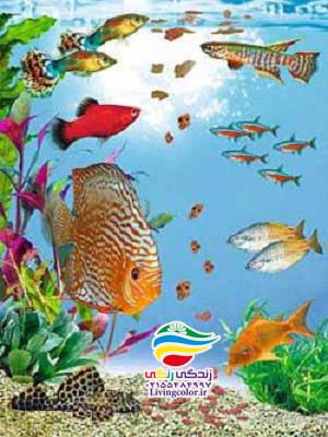 ماهی دیسکس آب شیرین