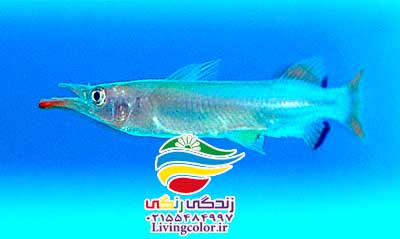 ماهی هافبیک آب شیرین
