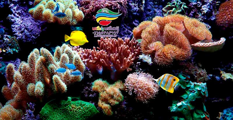 نگهداری مرجان در آکواریوم
