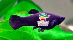 ماهی مولی باله کوتاه