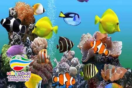 آکواریوم کم سر و صدا
