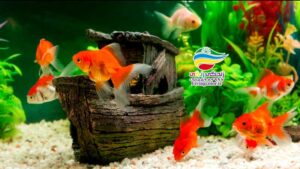 آکواریوم کم سر و صدا