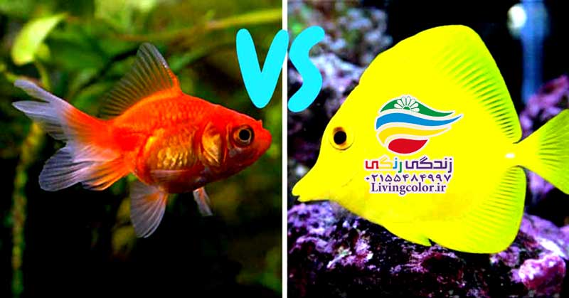 تفاوت ماهی  آب شور و شیرین