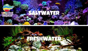 آکواریوم شیرین و شور