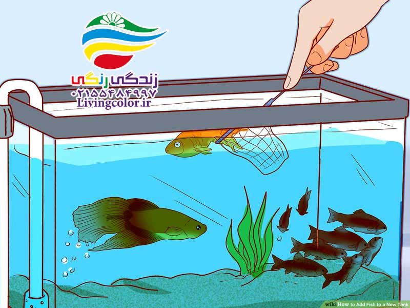 ماهی های آب شیرین