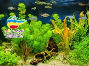 گیاهان آکواریوم آب شیرین