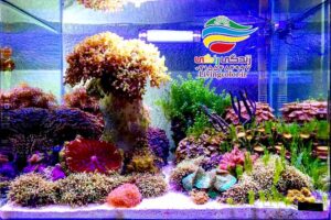 انواع آکواریوم آب شور