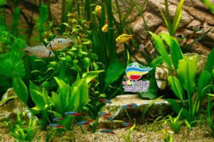 محاسبه تعداد ماهی آکواریوم