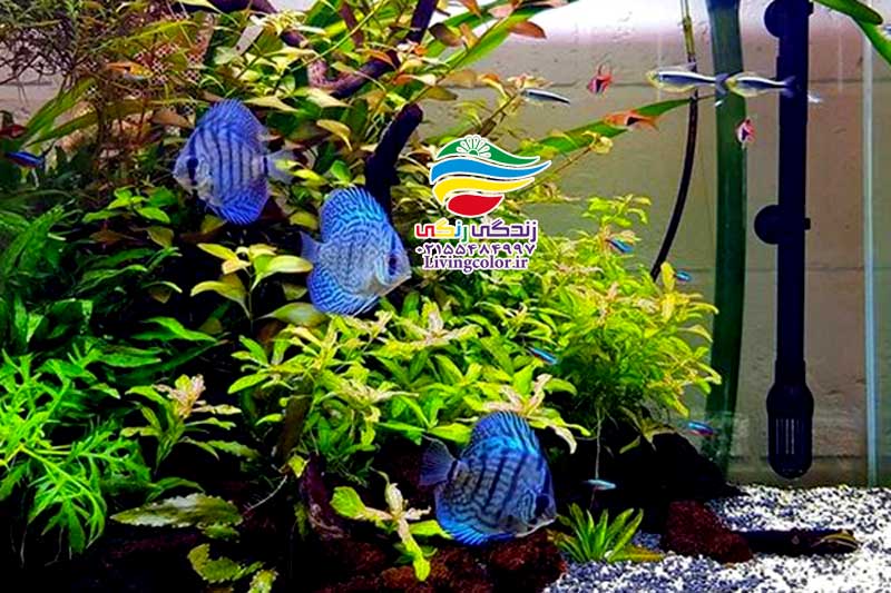 محاسبه تعداد مناسب ماهی