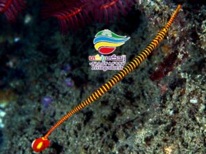 پیپ‌ماهی نواری