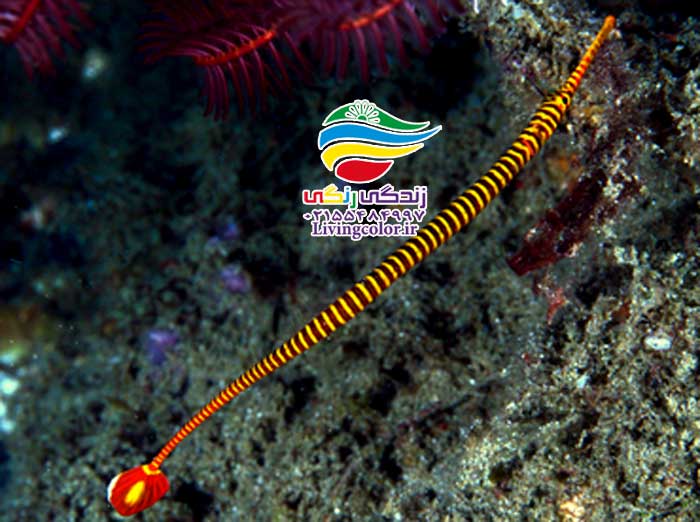 پیپ‌ماهی نواری