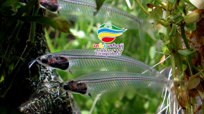 گربه ماهی شیشه ای