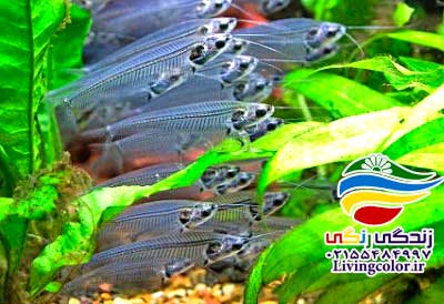 گربه ماهی شیشه ای