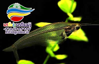 گربه ماهی شیشه ای