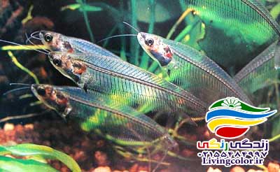 گربه ماهی شیشه ای