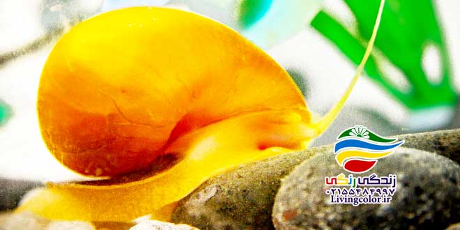 حلزون آکواریوم آب شیرین