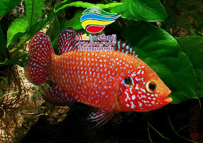  ماهی سیکلید جواهری