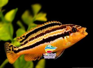 ماهی اوراتوس آب شیرین