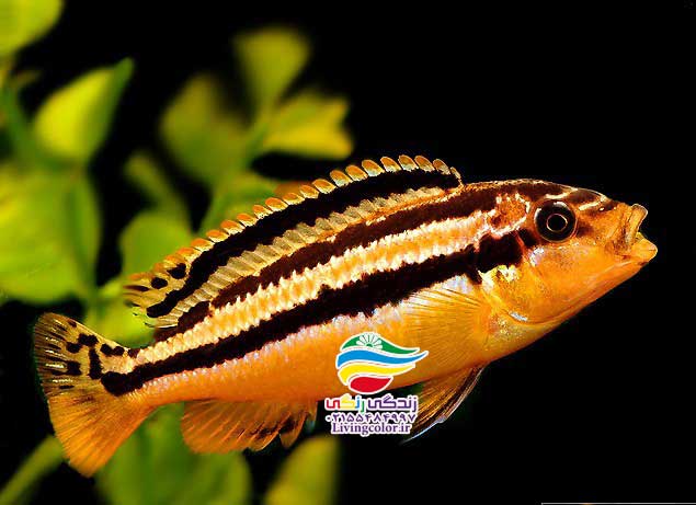 ماهی اوراتوس آب شیرین 