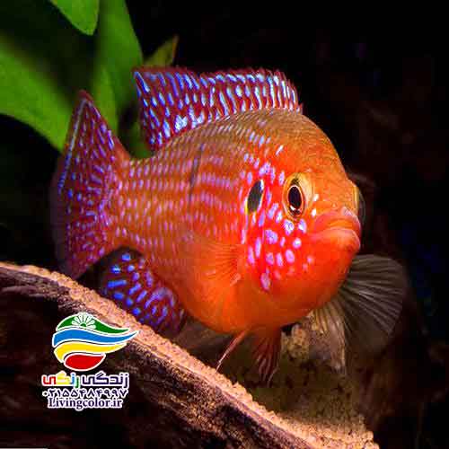 ماهی سیکلید جواهری