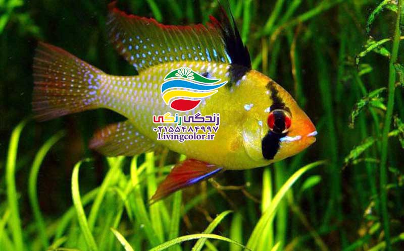 ماهی سیکلید رَم