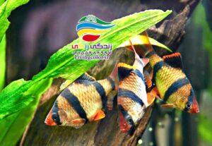 ماهی های سیپرینده