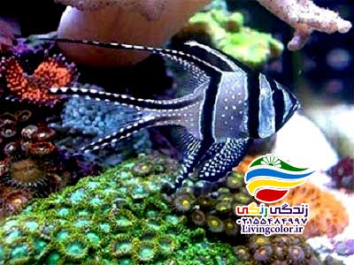 ماهی کاردینال