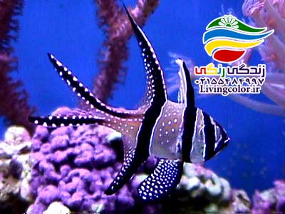 ماهی کاردینال