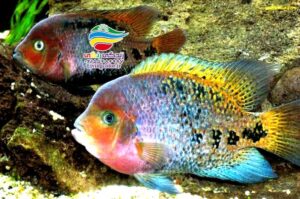 ماهی گرین ترور