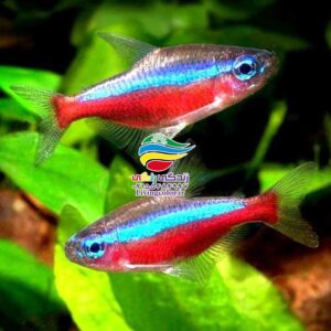 ماهیان کاراسین