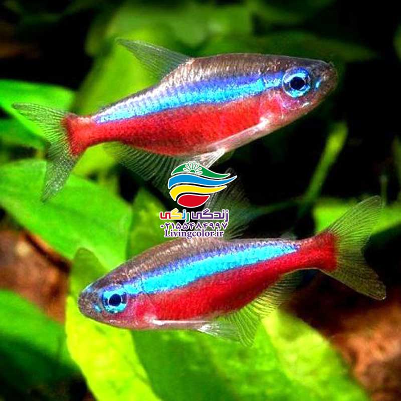 ماهیان کاراسین