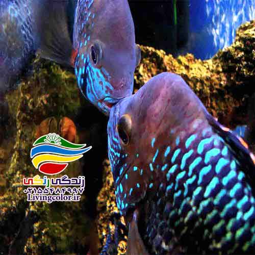 ماهی گرین ترور