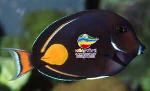 ماهی جراح آشیل