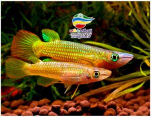 ماهی پانچاکس