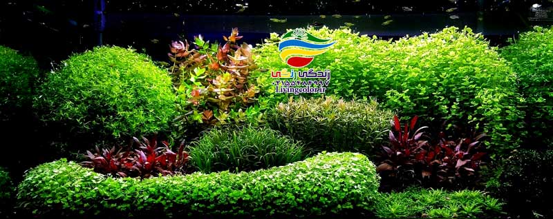 طراحی آکواریوم