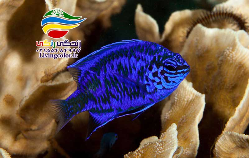 ماهی دامسل آب شور