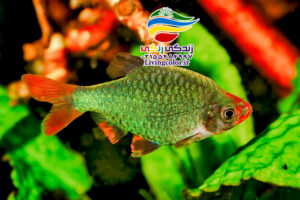 گرین بارب آب شیرین